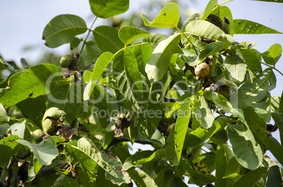 Walnut branch with ripe fruit