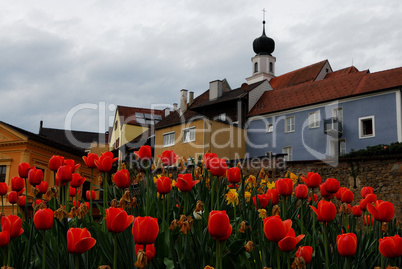 rote tulpen in barockstadt