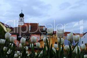 barockstadt und tulpen