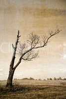 Dry tree