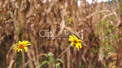 Dry Corn with Yellow Flowers Dolly
