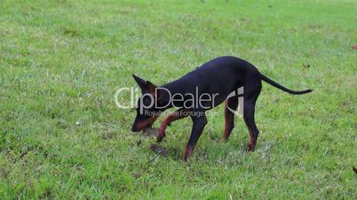 Manchester Terrier Playing Dolly