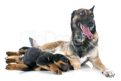 malinois and puppy rottweiler