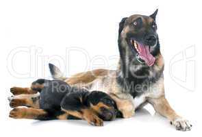 malinois and puppy rottweiler