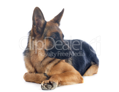 german shepherd