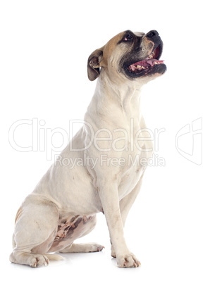 american bulldog