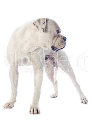 american bulldog