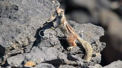 barbary ground squirrel watch Atlantoxerus getulus 11112