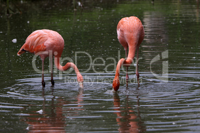 flamingos