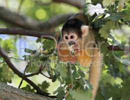 squirrel monkey eating