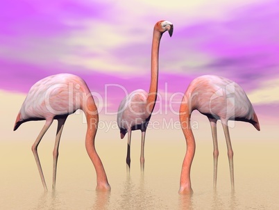 flamingos in water - 3d render