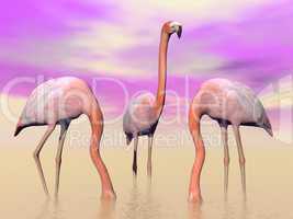 flamingos in water - 3d render