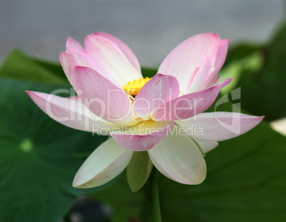 pink waterlily or lotus flower