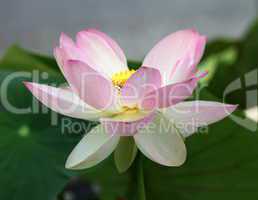 pink waterlily or lotus flower
