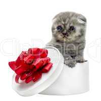 Scottish Fold kitten breed and white gift box
