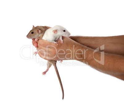 white and brown rats in hands