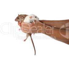 white and brown rats in hands