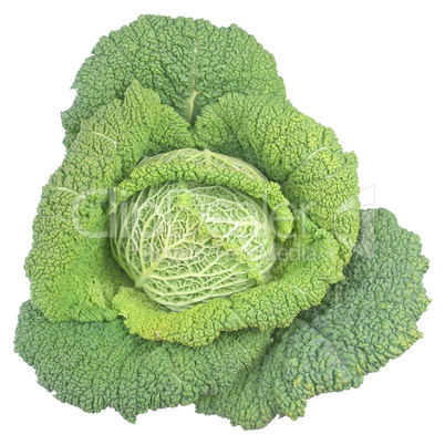 green cabbage isolated