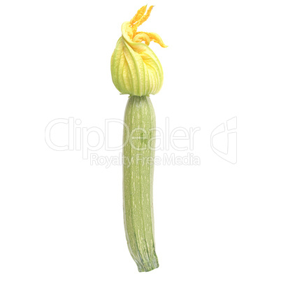 courgettes zucchini