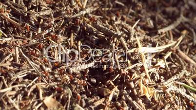 Ant life. Macro shot