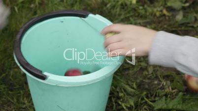 Gathering fresh apples.