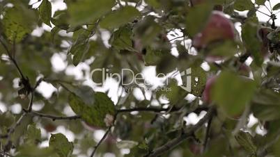 Gathering fresh apples.