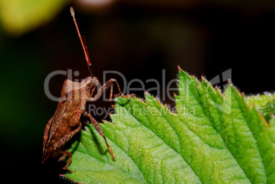 braune wanze auf blatt