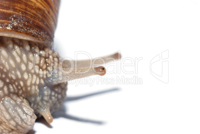 schnecke auf weiss links