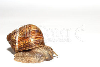 schnecke auf weiss