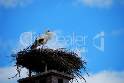 storch im nest