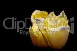 gelbe tulpe auf schwarz