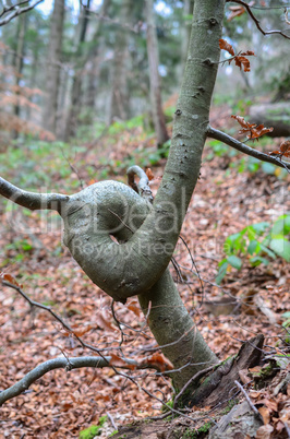 bent tree