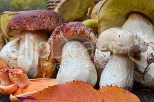 edible mushrooms close up