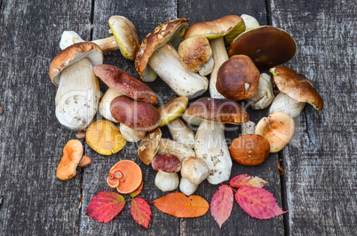 a bunch of autumn edible mushrooms
