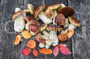 a bunch of autumn edible mushrooms
