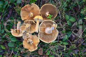 phaeolepiota aurea mushrooms in a grass