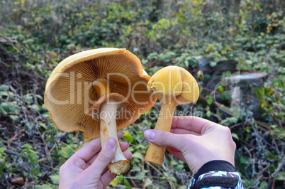 two phaeolepiota aurea mushrooms in a child's hands