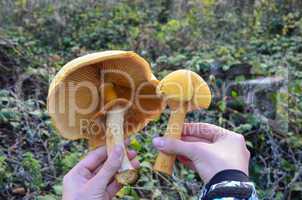 two phaeolepiota aurea mushrooms in a child's hands