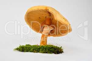 phaeolepiota aurea mushroom