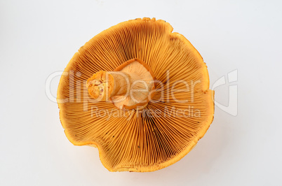 phaeolepiota aurea mushroom upside