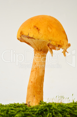young phaeolepiota aurea mushroom