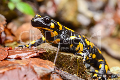 fire salamanders