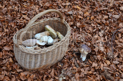 picked mushrooms in the basket