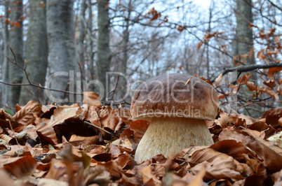 cep mushroom close up