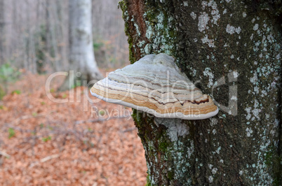 perennial tinder mushroom