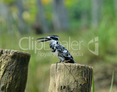 Eisvogel in Kerala, Indien