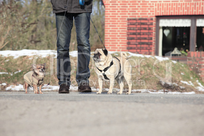 spaziergang mit mops und chihuahua