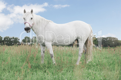 weißes Pferd auf Wiese