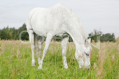 weißes Pferd frisst Gras