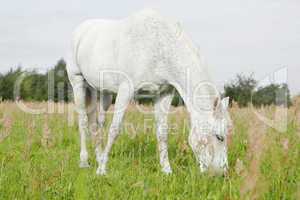 weißes Pferd frisst Gras